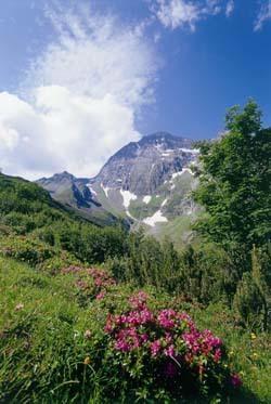 Gaestehaus Danler Neustift im Stubaital Esterno foto